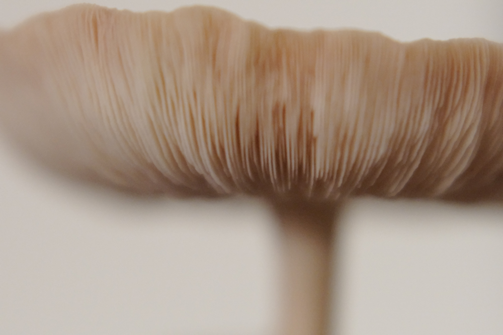 An out of focus closeup of a shiitake mushroom's gills gives the photo a dreamy quality.